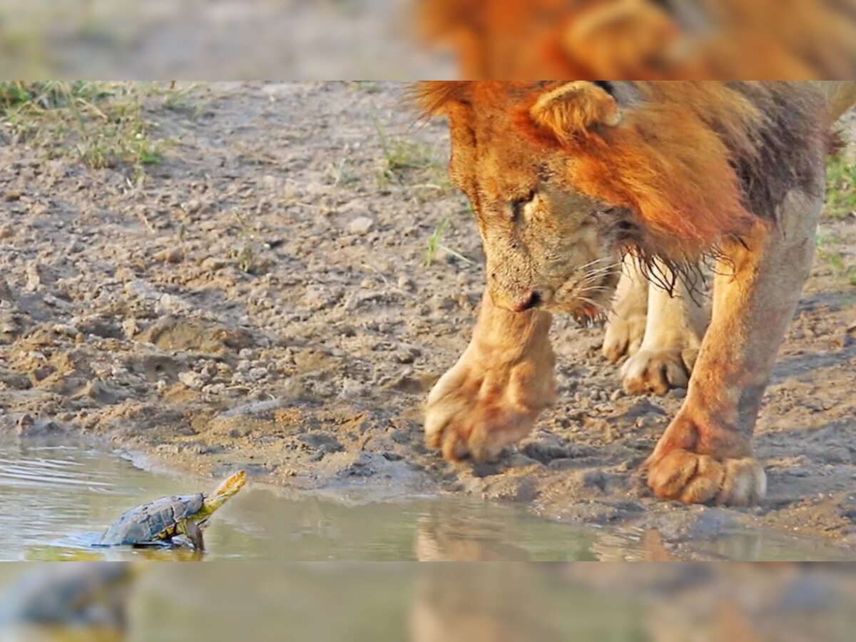 Viral Video : "तु असशील जंगलाचा राजा पण इथला राजा मीच" पाहा कासवानं सिंहाला कसं पळवून लावलं title=