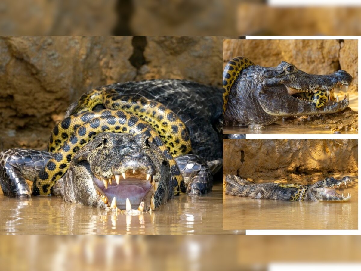 Crocodile- Anaconda मध्ये जगण्याचा संघर्ष; पाहा कोणी मारली बाजी  title=