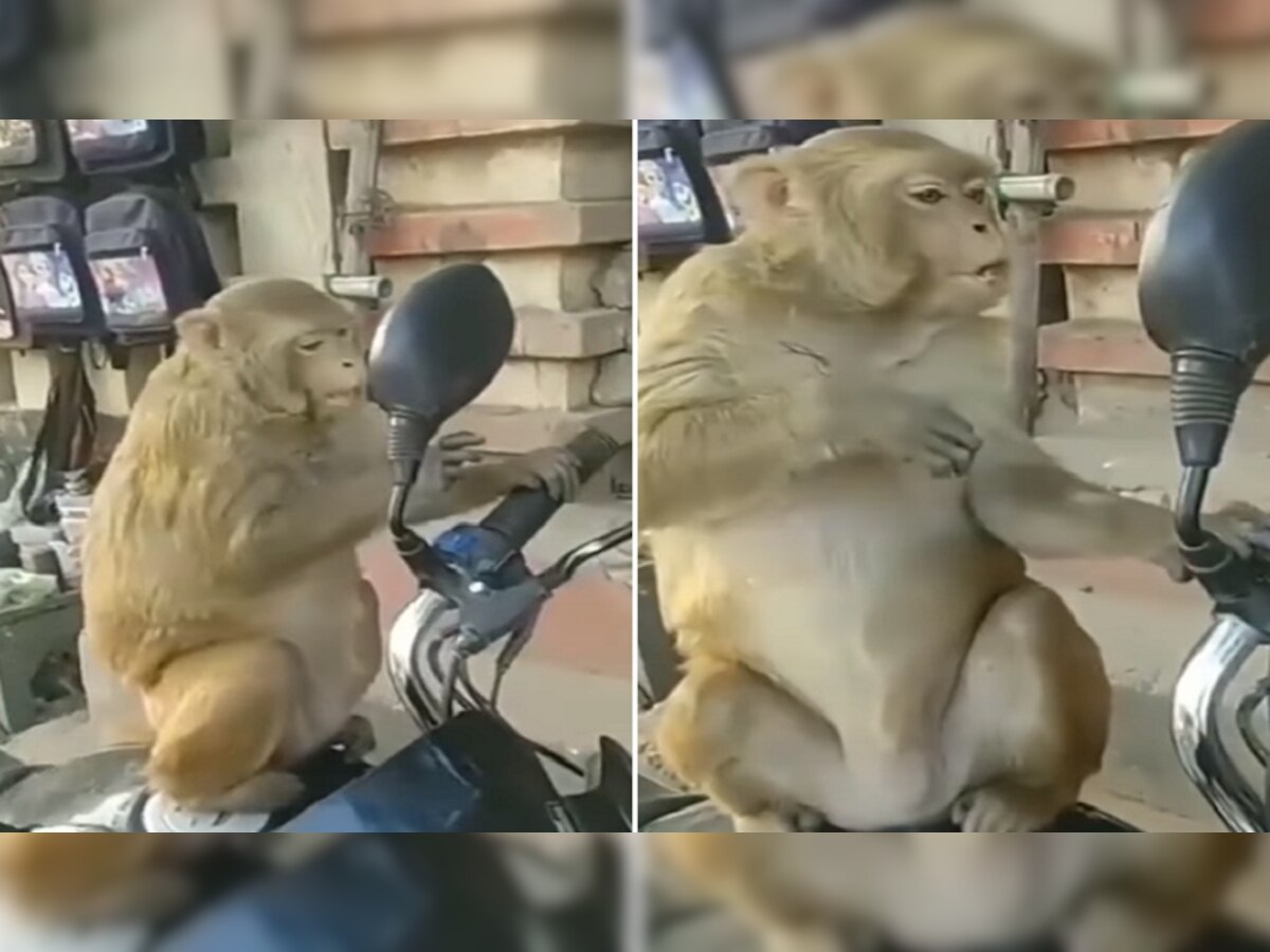 आरशात स्वत:चाच चेहरा पाहून घाबरला माकड, त्यानंतर त्यानं जे केलं ते पाहून तुम्हाला हसू आवरणार नाही, पाहा व्हिडीओ title=