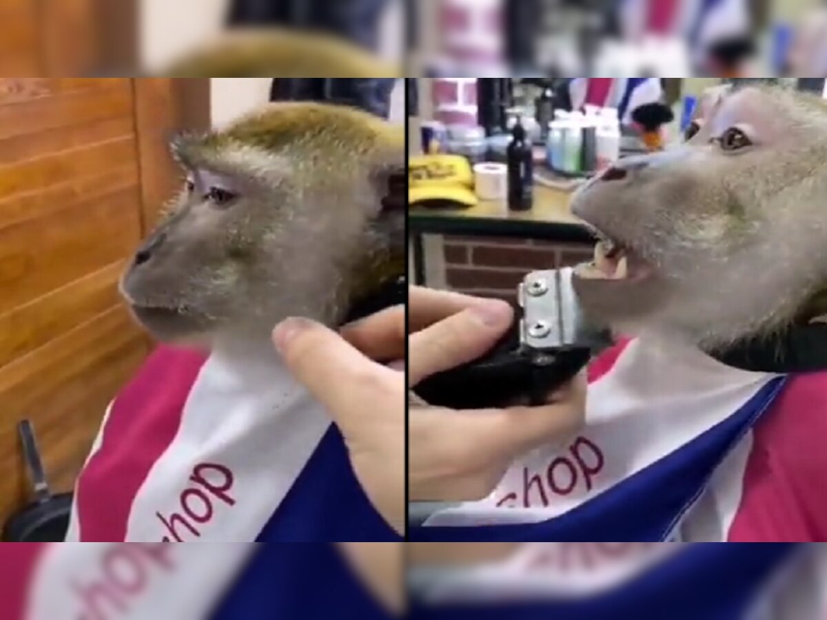 सलूनमध्ये माकडाने केली दाढी... तुम्ही कधी असा व्हिडीओ पाहिलाय का?  title=