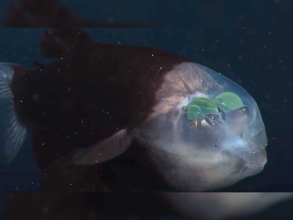 Barreleye Fish: कपाळावर डोळे, हा मासा नवा पाहून वैज्ञानिक हैराण title=