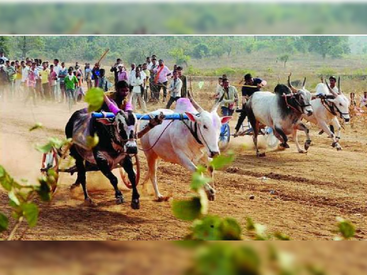 BREAKING : बैलगाडा शर्यतवरील बंदी उठणार? सुप्रीम कोर्टात उद्या होणार सुनावणी title=