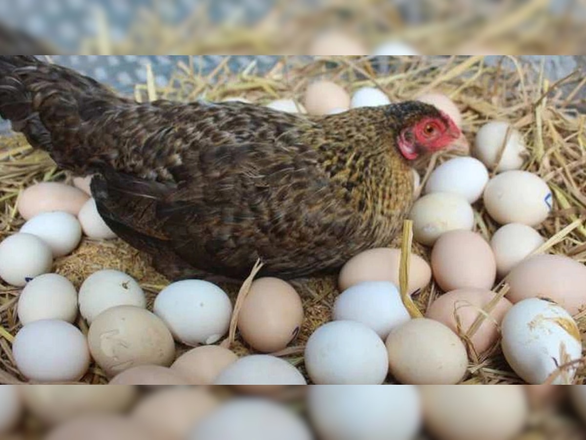 Egg came First or Hen: जगात पहिलं अंड आलं की कोंबडी? समोर आलं अजब उत्तर  title=