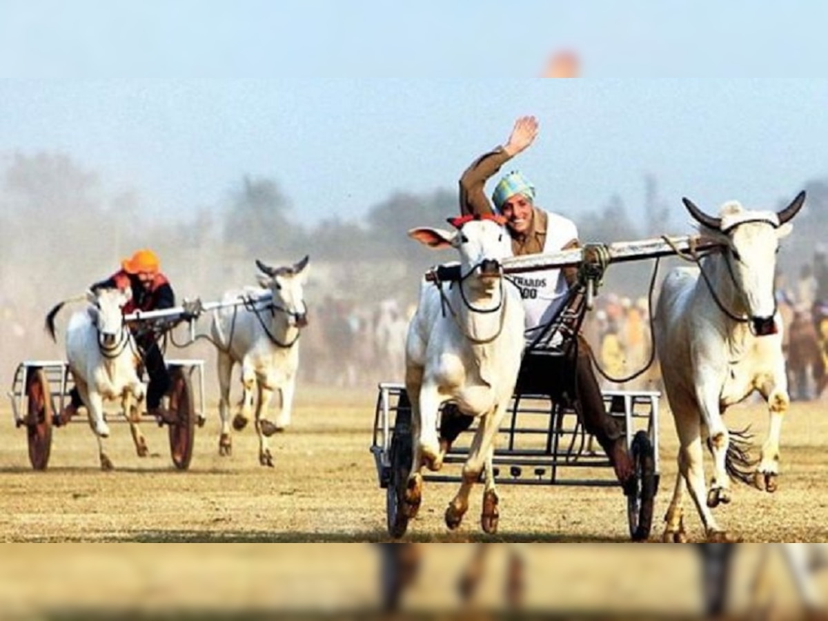 Bullock Cart Race : शर्यतीत बैलगाडी अनियंत्रित, पार्किंगमध्ये घुसल्याने मोठा गोंधळ title=