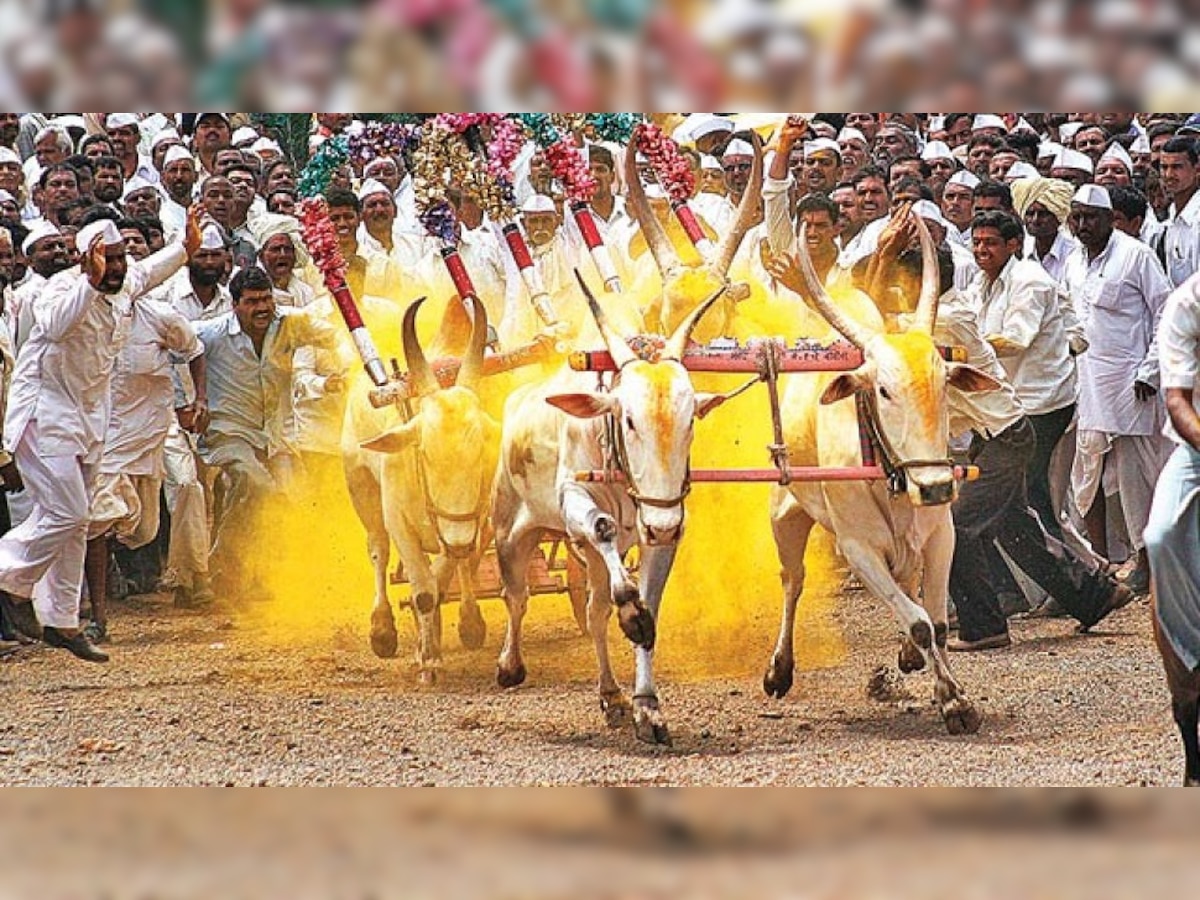 Bull Cart Race : अवघ्या 10 दिवसांमध्येच बैलगाडा शर्यत थांबवली, नक्की कारण काय? title=