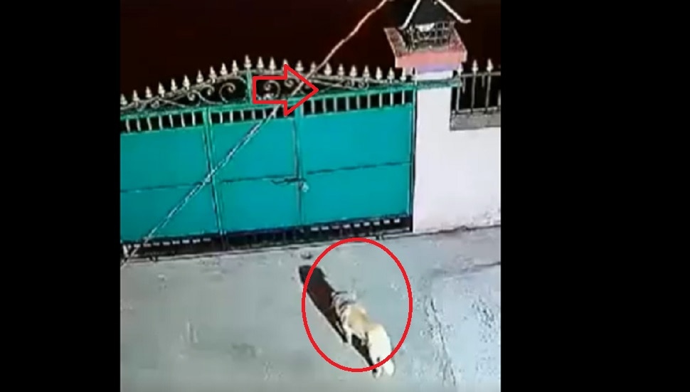 leopard attack dog video viral jumping over gate