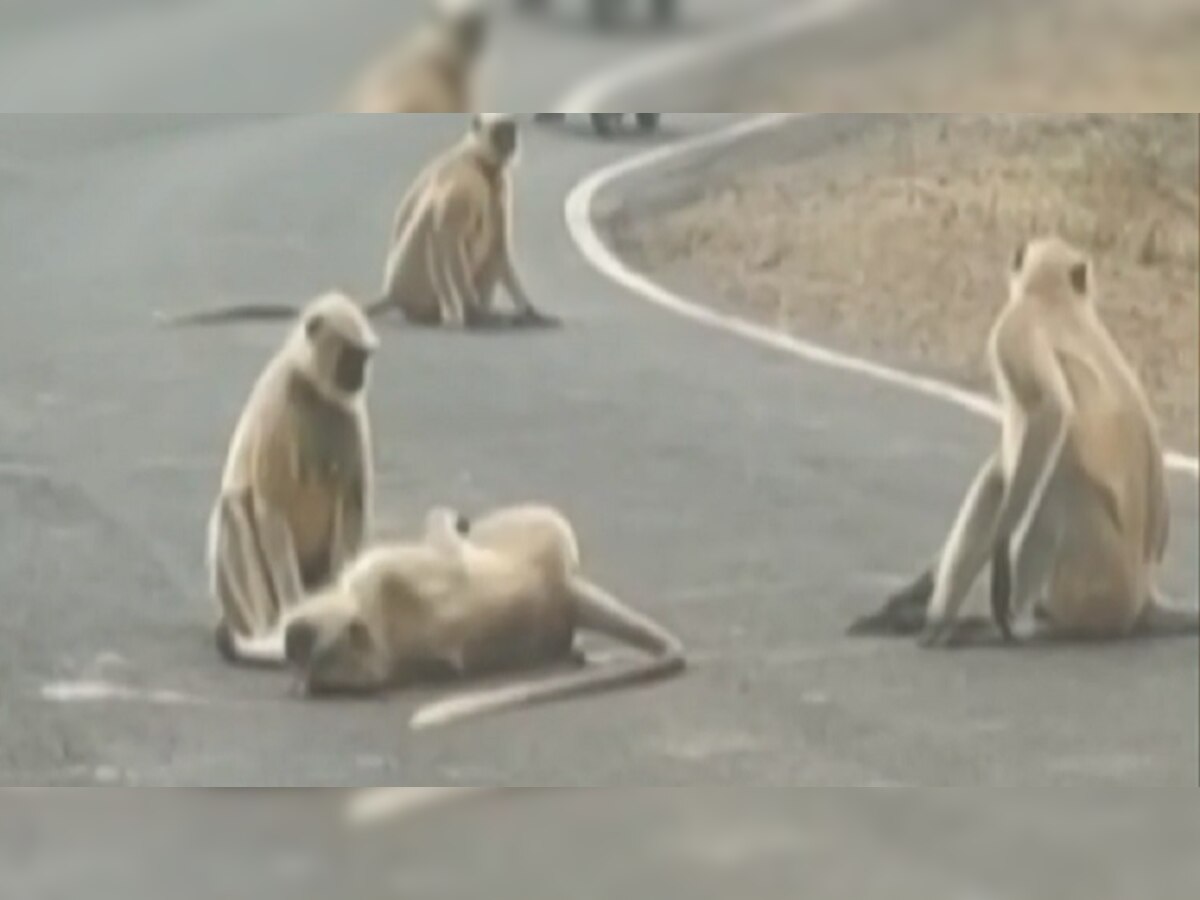 डोळ्यादेख मृत्यू पाहून बिथरली माकडं; संपूर्ण टोळीनं मिळून रोखला रस्ता, पाहा व्हिडीओ title=