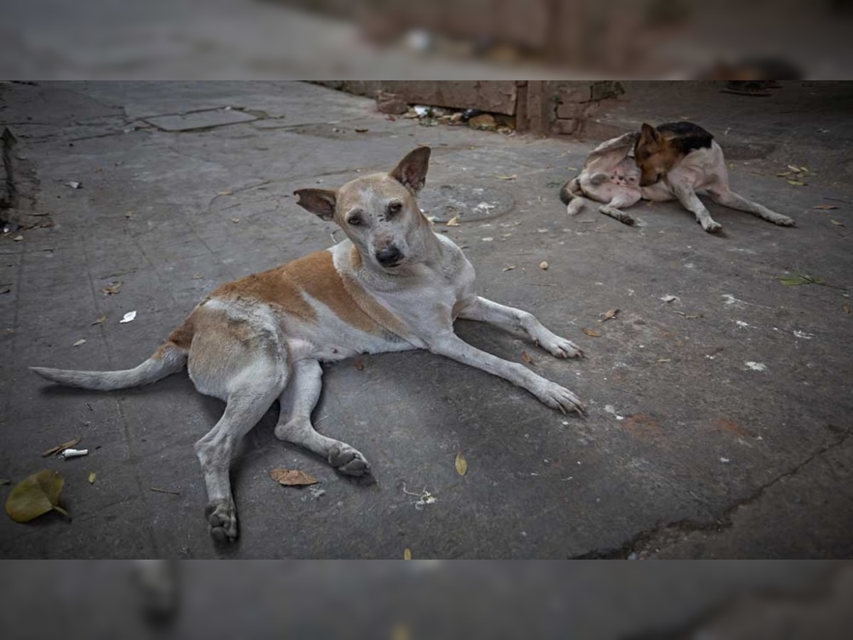 पालकांनो आपल्या चिमुकल्यांकडे लक्ष द्या, त्यांना एकटे सोडणं जीवावर बेतू शकतं title=