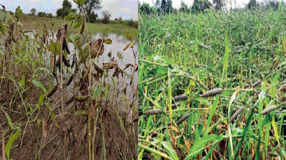 Hailstorm and unseasonal rains, major damage to rabi crops in maharashtra