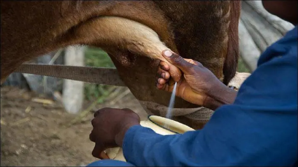 गाय घमाघमा दूध देते, हा व्हीडिओ पाहा, &#039;&#039;हंबरुनी लेकराला चाटते जेव्हा गाय&#039;&#039;