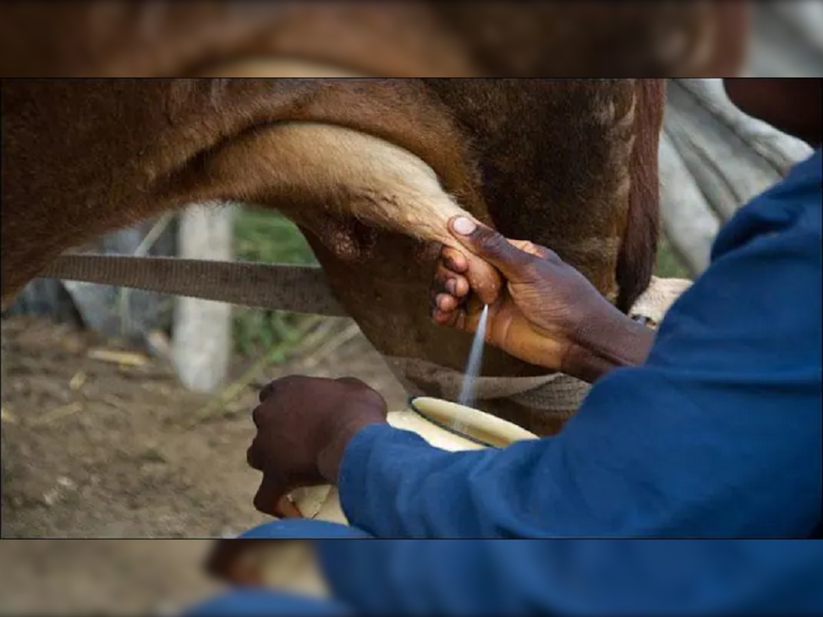 गाय घमाघमा दूध देते, हा व्हीडिओ पाहा, ''हंबरुनी लेकराला चाटते जेव्हा गाय'' title=