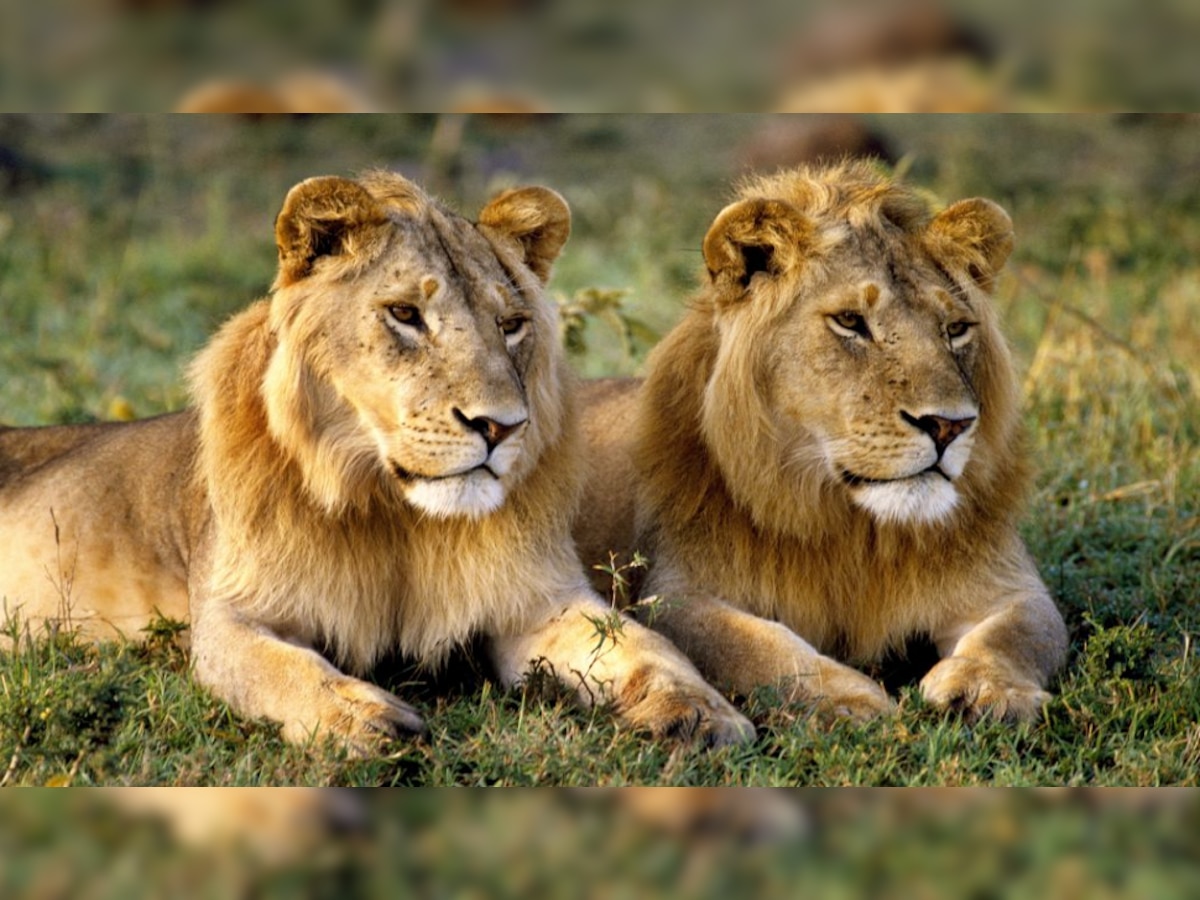 शिकरीसाठी गेलेल्या सिंहाला स्वत:चे प्राण वाचवणं झालं कठीण, पाहा व्हिडीओ title=