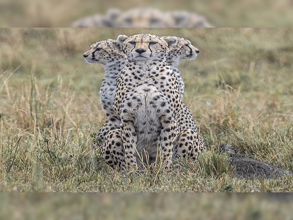 three heads leopard : 'तीन डोक्यांचा बिबट्या'! छायाचित्रकाराचे अफलातून कौशल्य title=