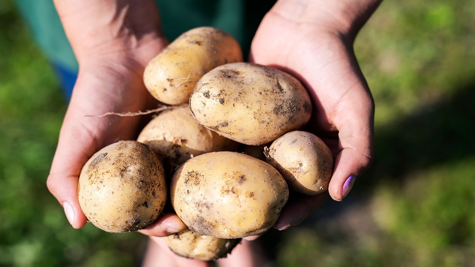 potato side effects using potato in daily life is dangerous for your