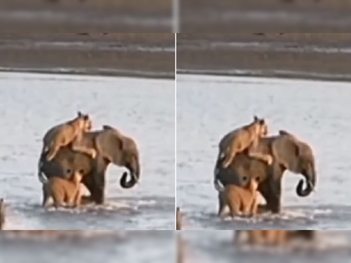 तू केवढा मी केवढा... जेव्हा हत्तीवर हल्ला करायला गेलेल्या सिंहाची होते फजिती, पाहा व्हिडीओ title=