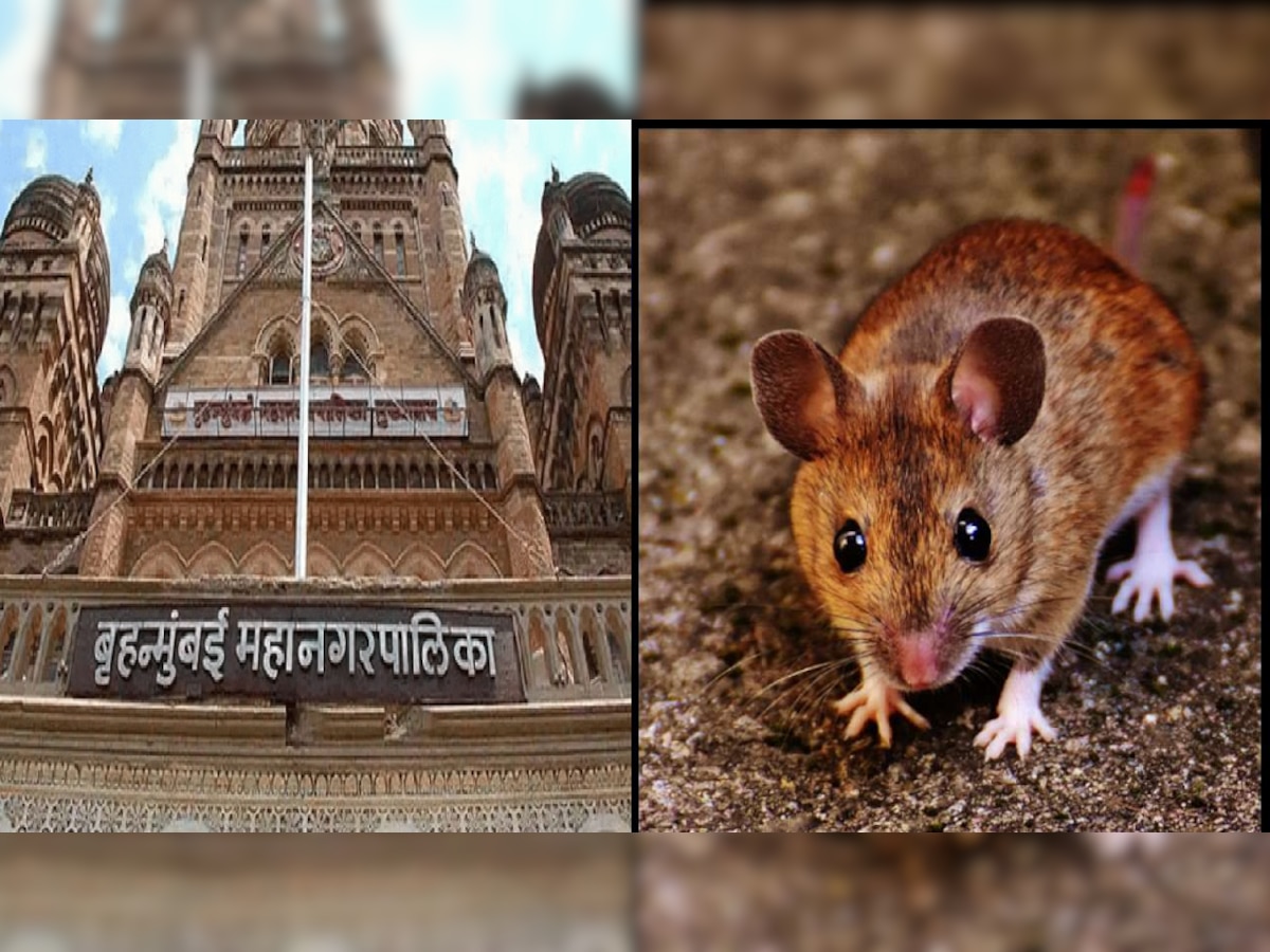Bmc Rat Scam | मुंबई महापालिकेत उंदीर घोटाळा? शिवसेना-भाजप आमनेसामने title=