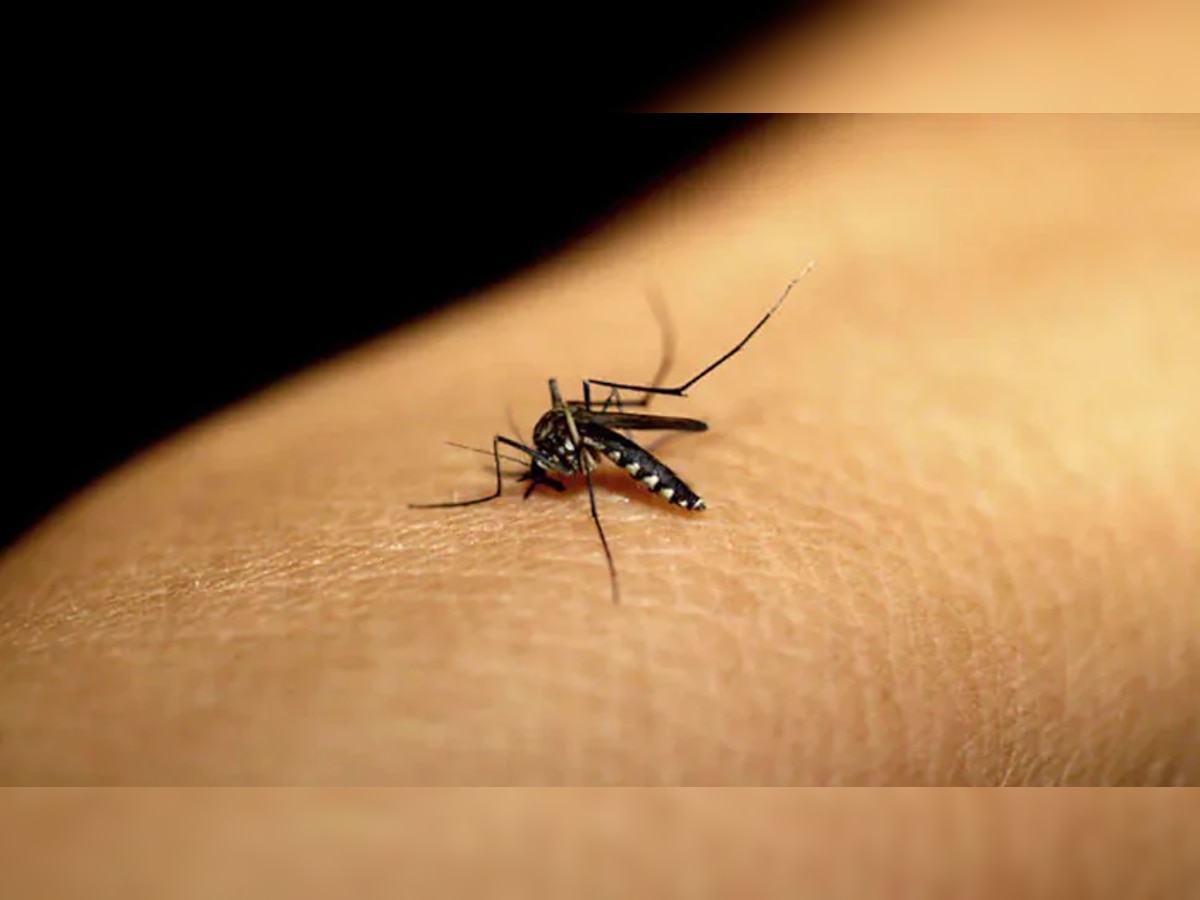 मच्छर कुणाला चावायचं हे कसं निवडते? प्रश्नाचं उत्तर सापडलं  title=