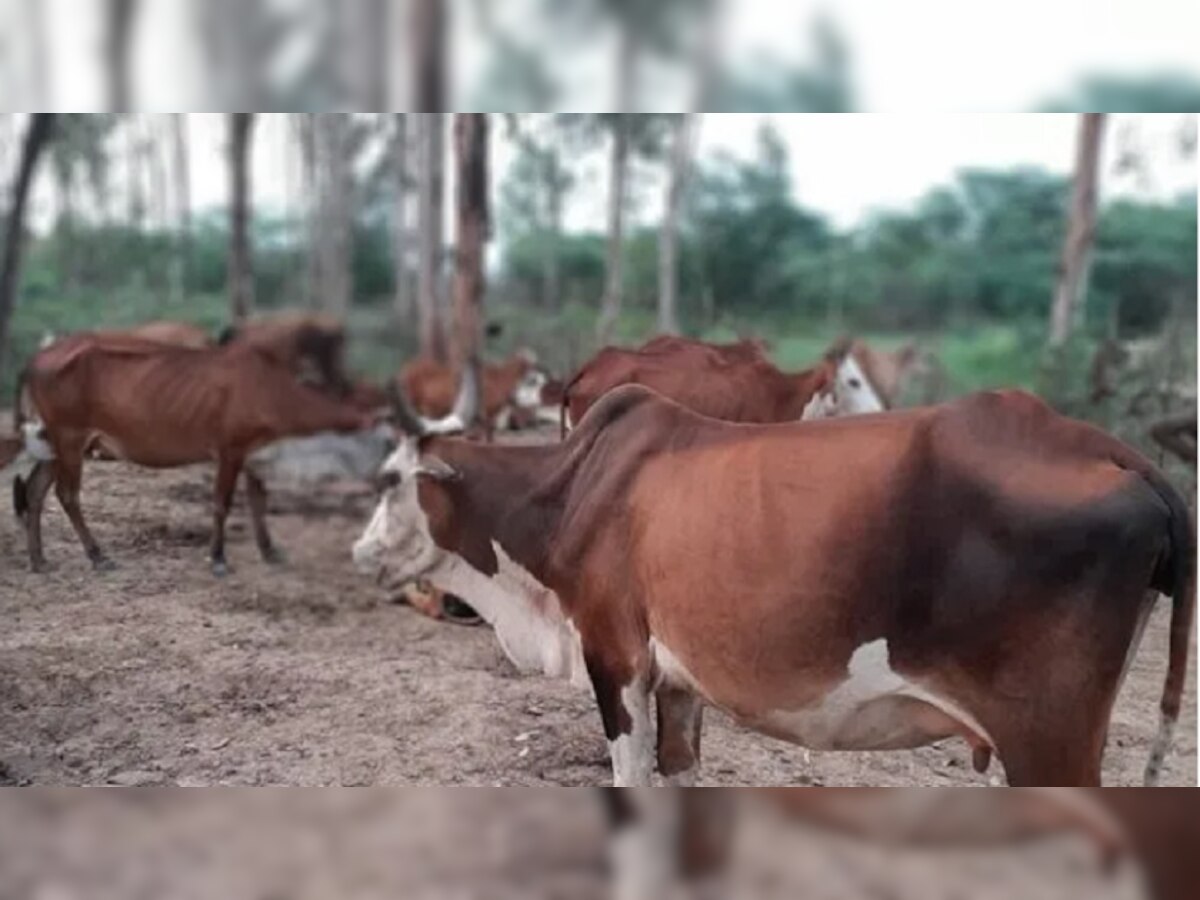 धुळ्यात शेतकऱ्यांच्या गाई चोरणारं रॅकेट, पोलिसांसमोर मोठं आव्हान title=