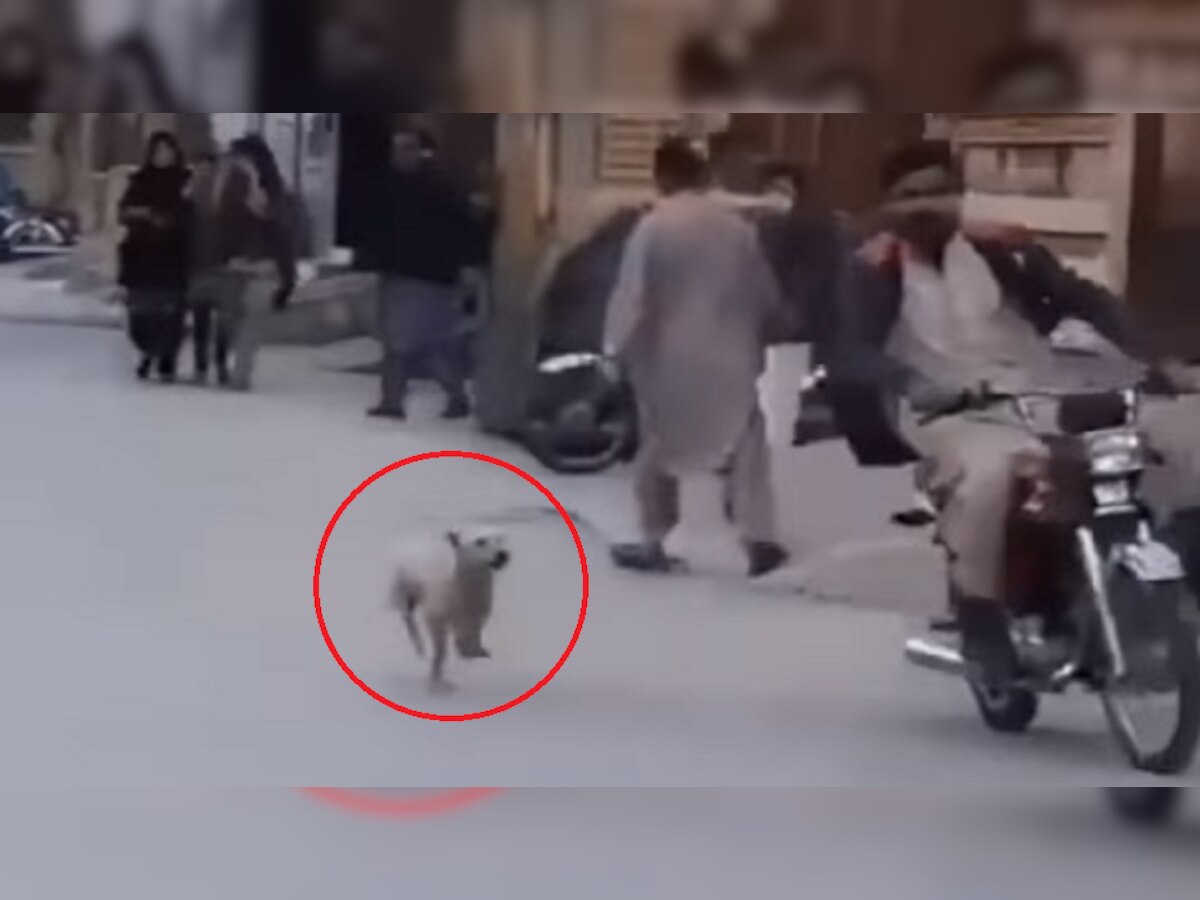 रस्त्यावरील कुत्र्यानं बाईक स्वाराला असं पळवलं की, त्यानं... पुढे काय घडलं पाहा व्हिडीओ title=
