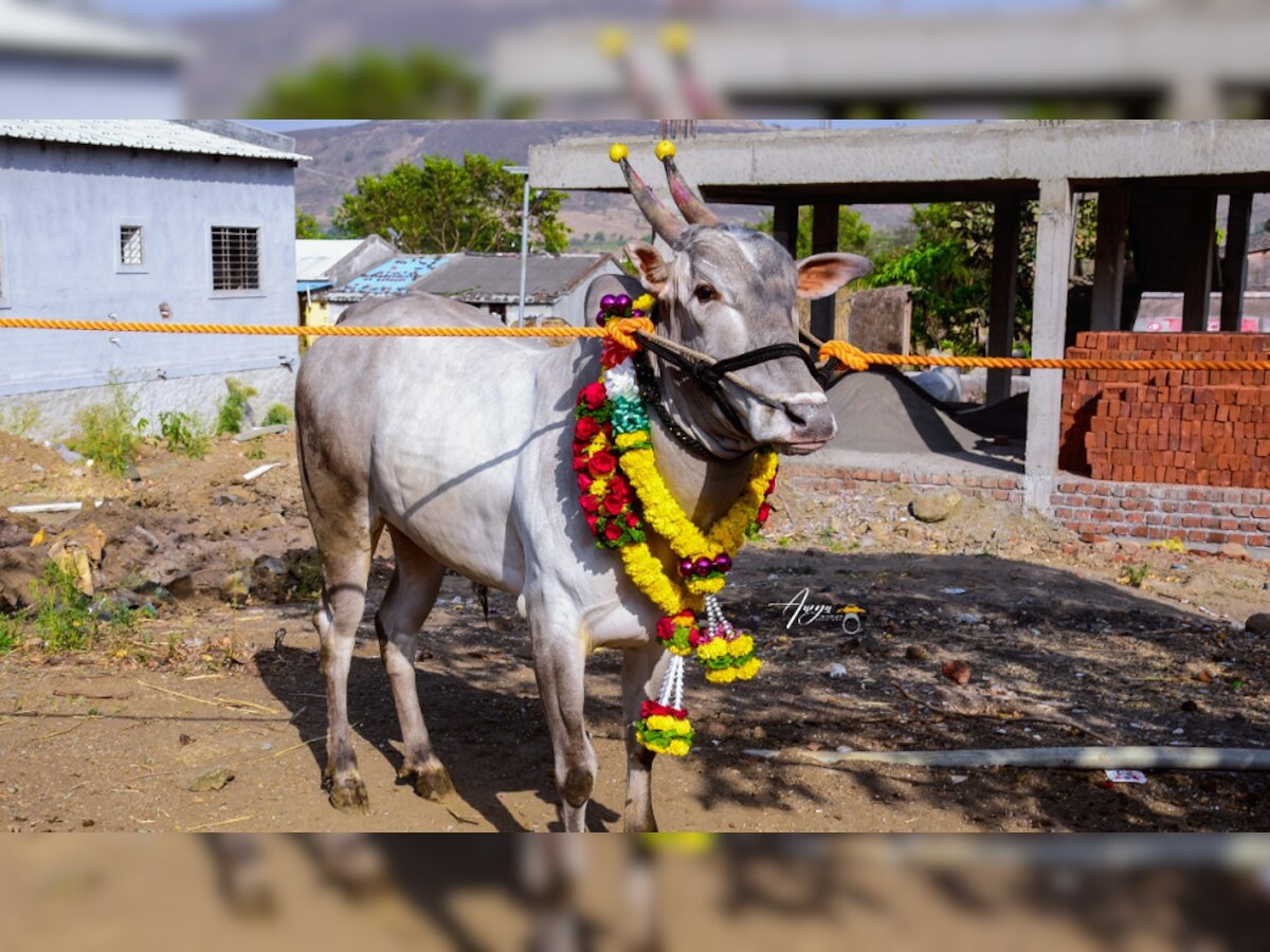 पुण्यात 'राफेल' नावाच्या शर्यतीच्या बैलाला 'फॉर्च्युनर'चा भाव title=