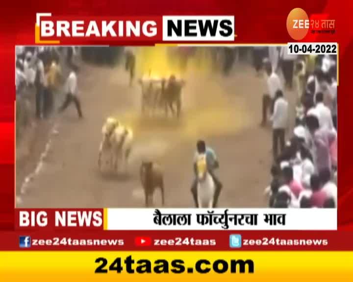 Junnar Bulls Expensive Than Fortuner Car In Bullock Cart Race