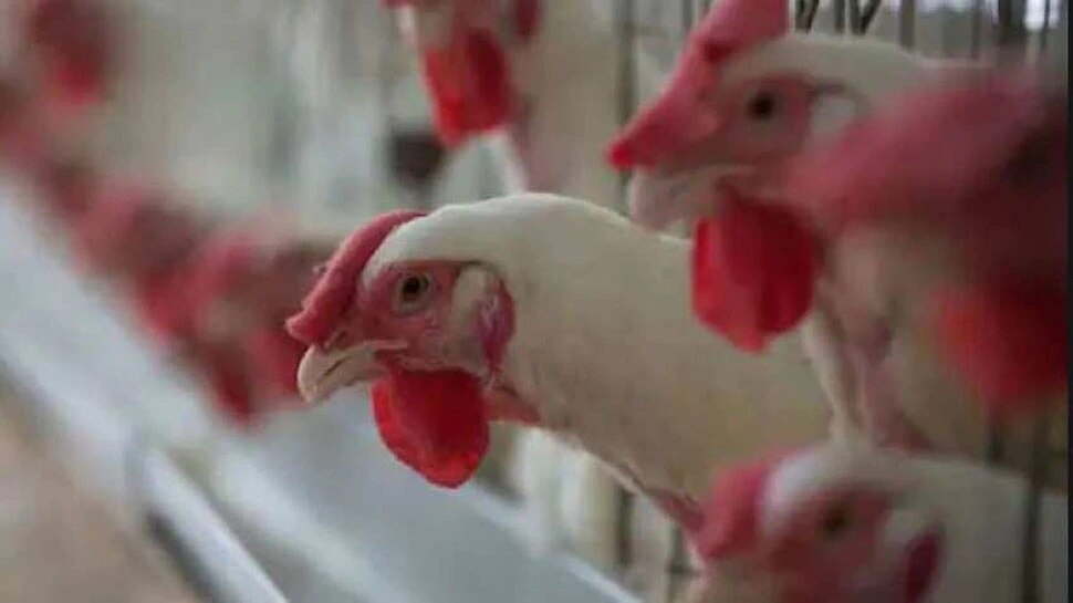 World First Human H3N8 Bird Flu Case china reports 1st human case of
