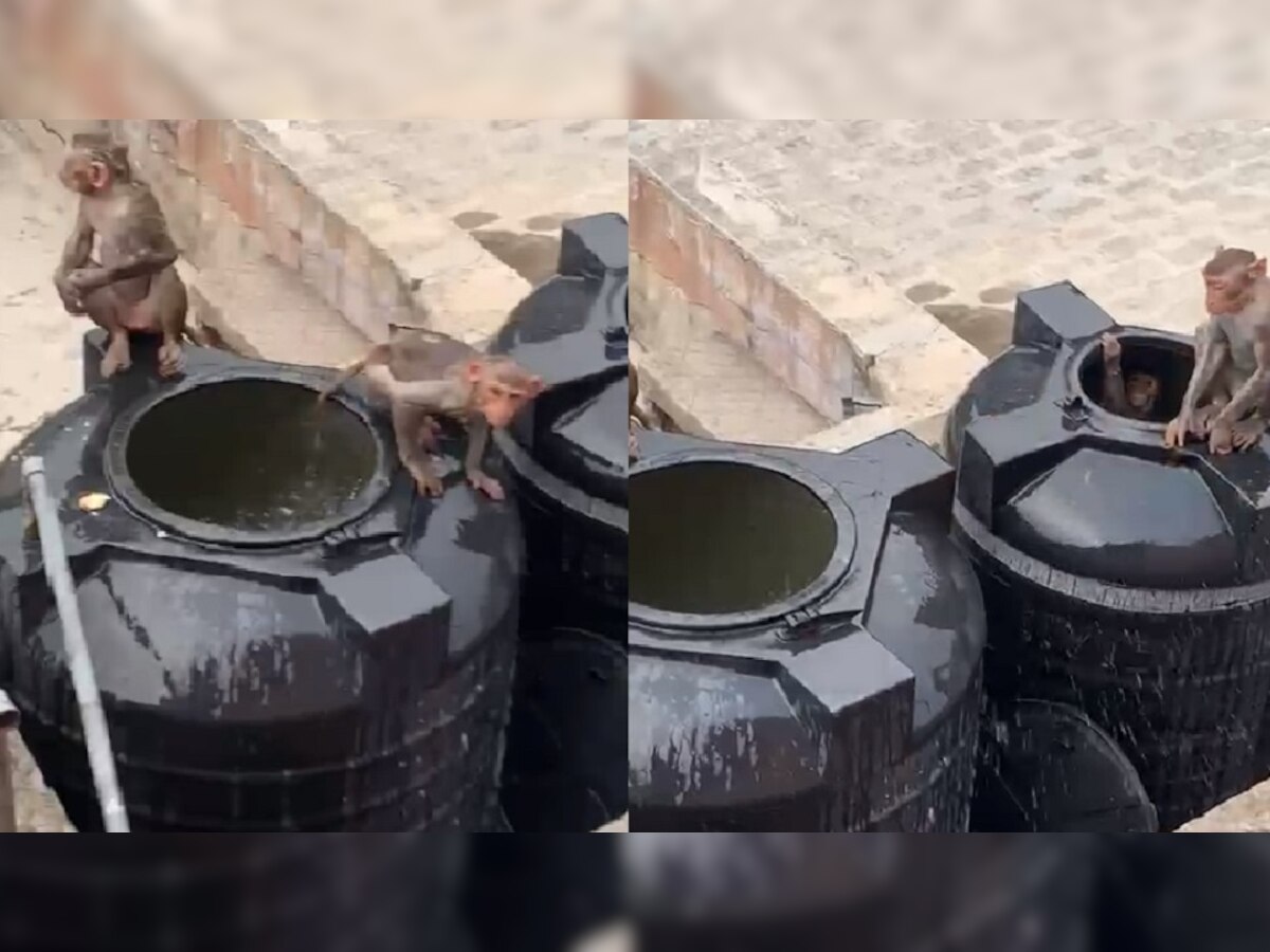 Video viral : मनसोक्त डुंबलो बुवा....टेरेसवरील पाण्याच्या टाकीत, माकडांची धमाल मस्ती; पाहून उन्हाळाही विसराल  title=