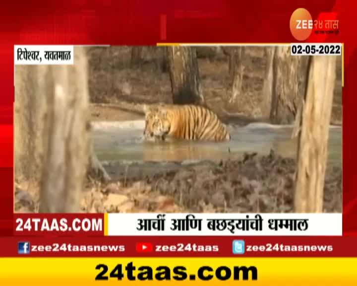 Tigress Archi And Cubs Enjoy In Water Pond