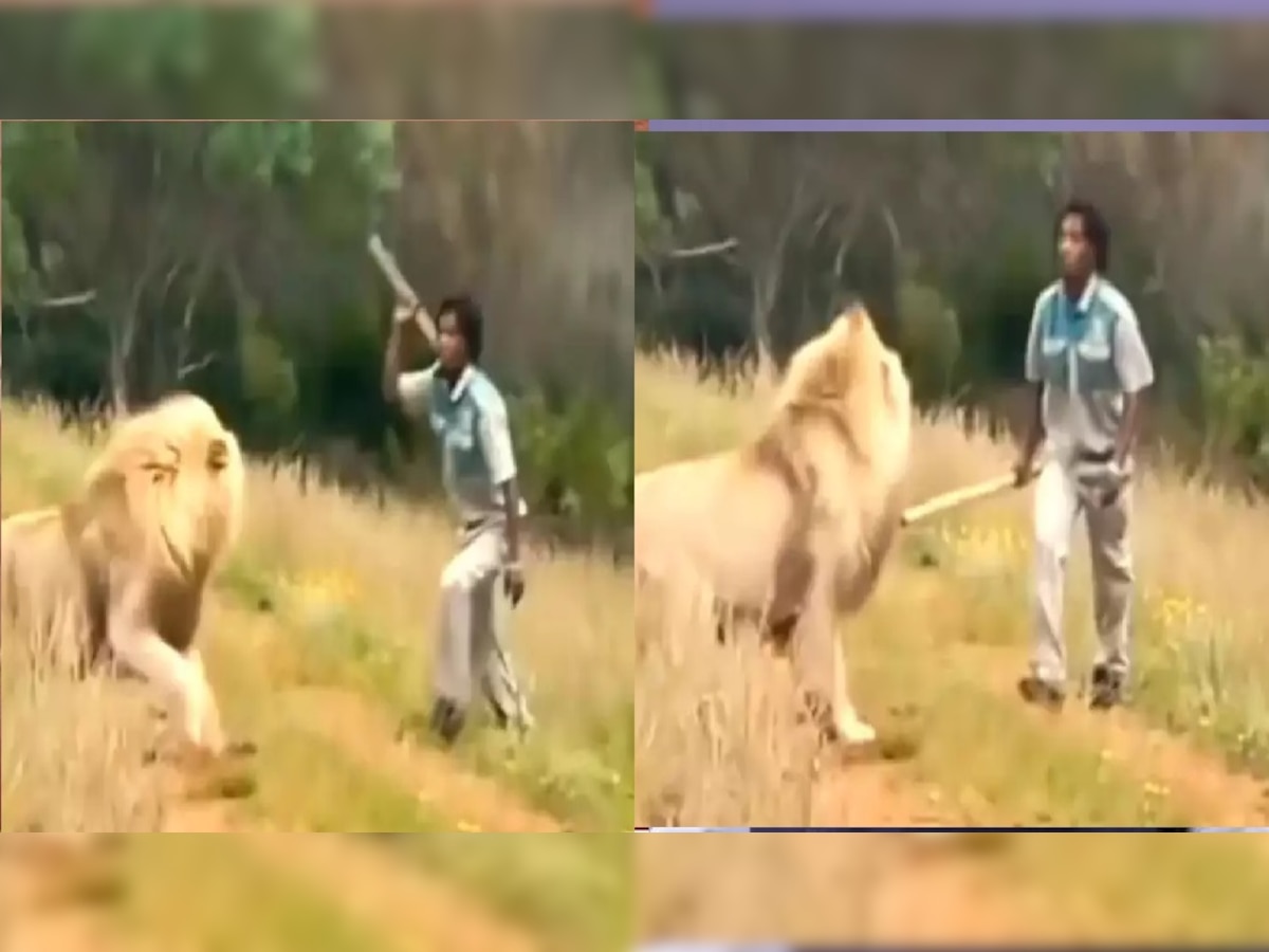 सिंहाला मारण्यासाठी काठी घेऊन मागे लागला तरुण, पुढे जे घडलं ते.... पाहा व्हिडीओ title=