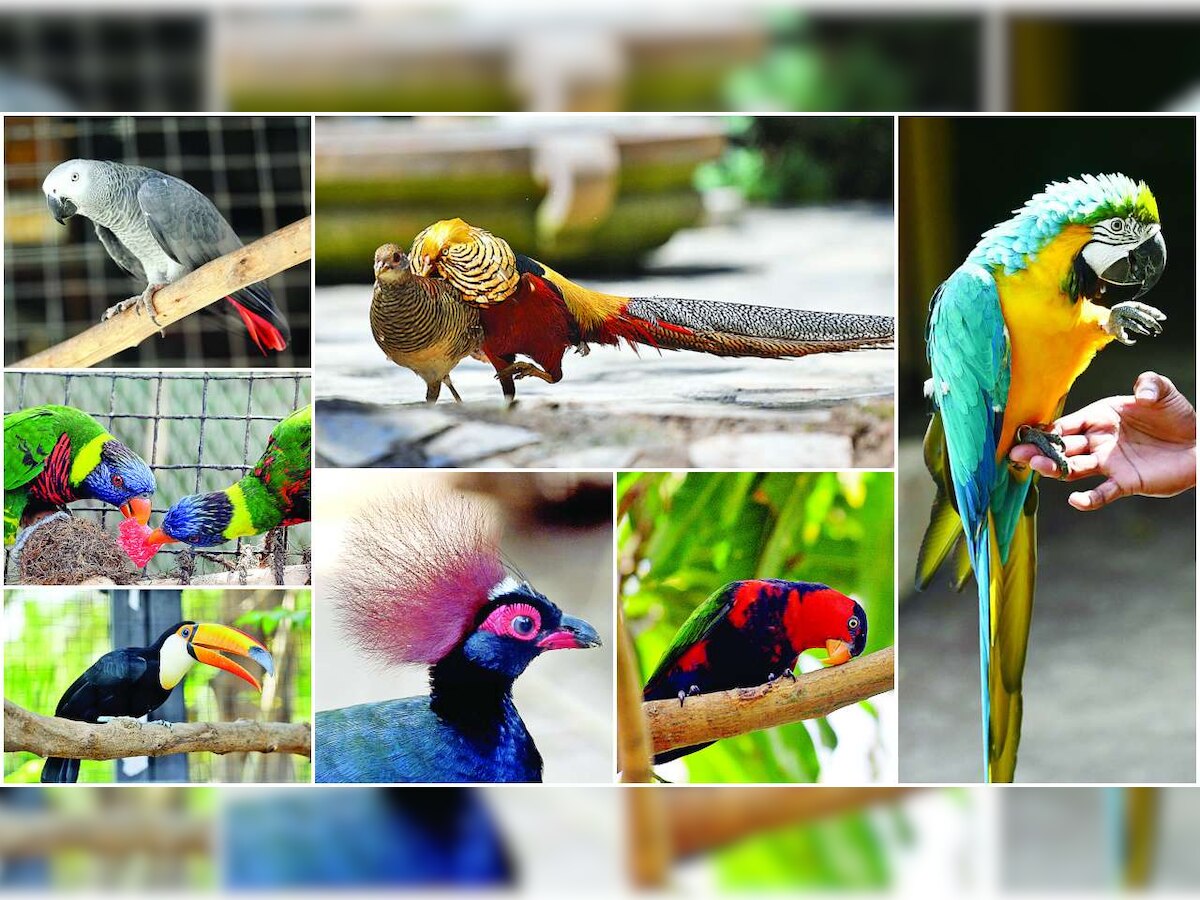 EsselWorld Bird Park: पक्षीप्रेमींसाठी मोठी बातमी; एस्सेल वर्ल्ड बर्ड पार्क दोन वर्षानंतर पुन्हा खुले title=