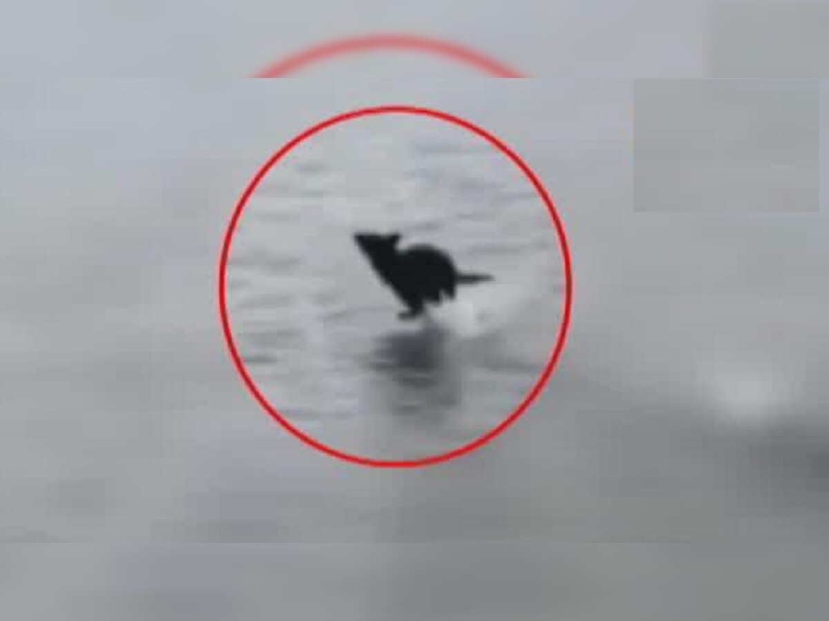 Fact Check | कुत्रा पाण्यावरून उड्या मारत धावला?  title=