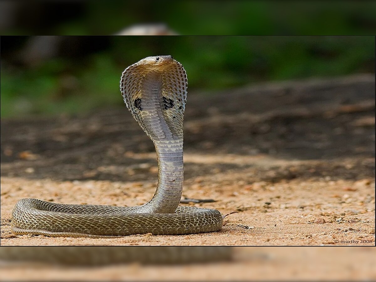 एकाच व्यक्तीला तब्बल 13 वेळा सर्पदंश; नागिन बदला घेत असल्याच्या गावात चर्चा title=