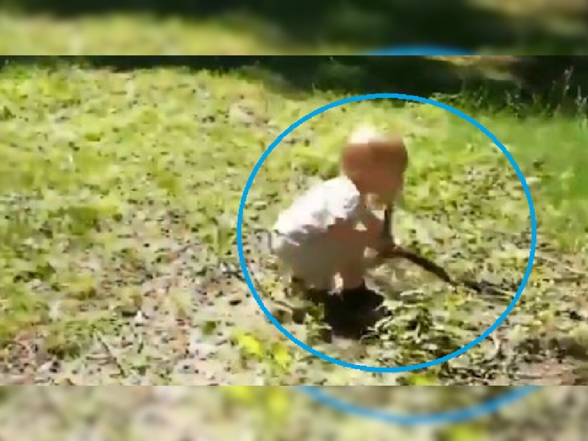 Video : बागेत कुत्र्यासोबत खेळत होता चिमुकला, काठी समजून साप पकडला आणि... title=