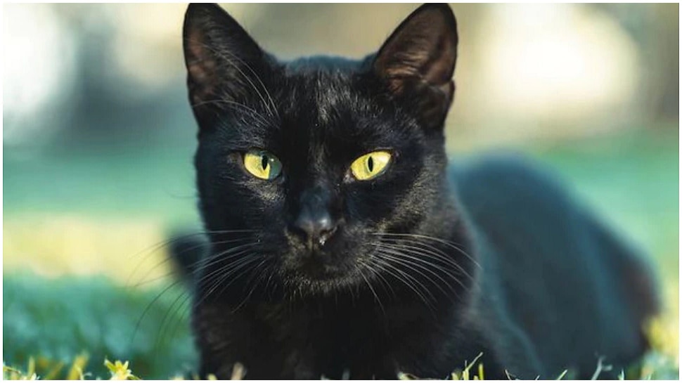 spirituality and superstition what happened when cat cross the road