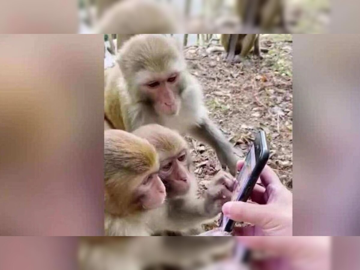 माकडांना व्हिडीओ आवडतो की ऑडिओ? संशोधनात मोठा खुलासा title=