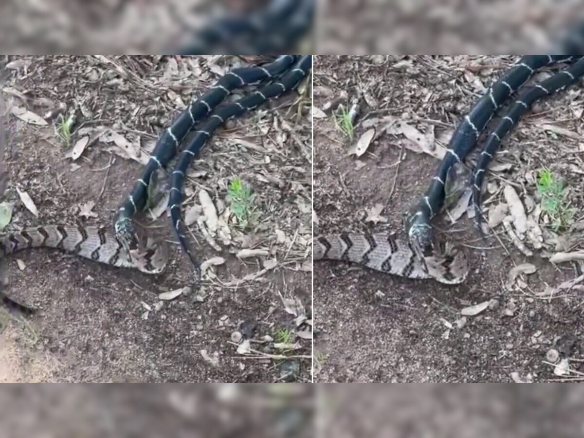 King cobra ने एका झटक्यात गिळला विषारी साप; थरार video viral title=