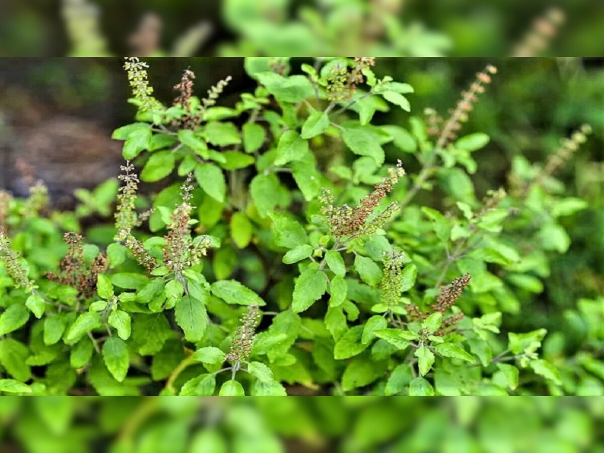 Tulsi Summer Care | उन्हाळ्यापासून तुळशीला वाचवण्यासाठी 'या' विशेष गोष्टींची घ्या काळजी title=