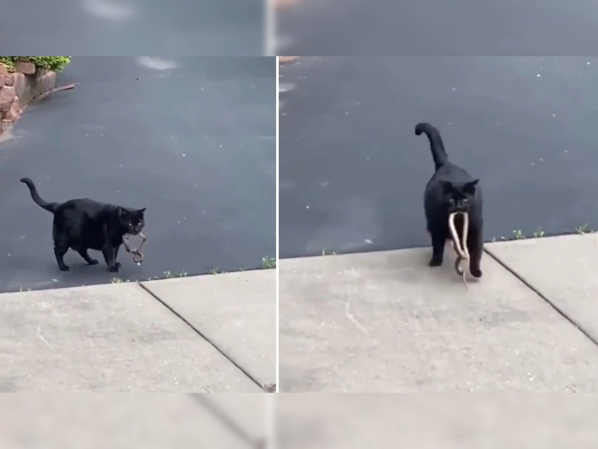 Video: मांजरीने अशी केली सापाची शिकार, व्हिडीओ पाहिल्यावर तुम्हालाही बसेल धक्का title=