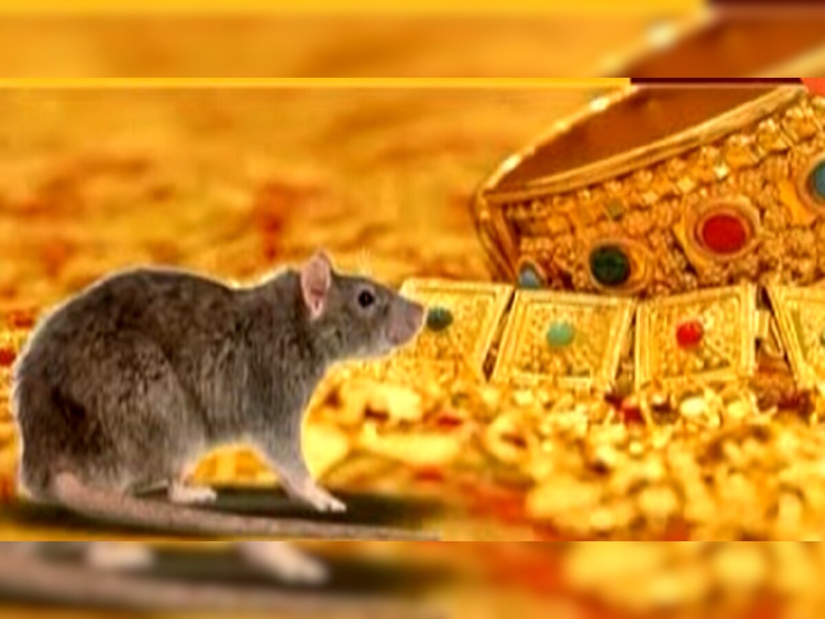 उंदरानं 10 तोळं सोन्याच्या दागिन्यांची पिशवी लांबवली title=