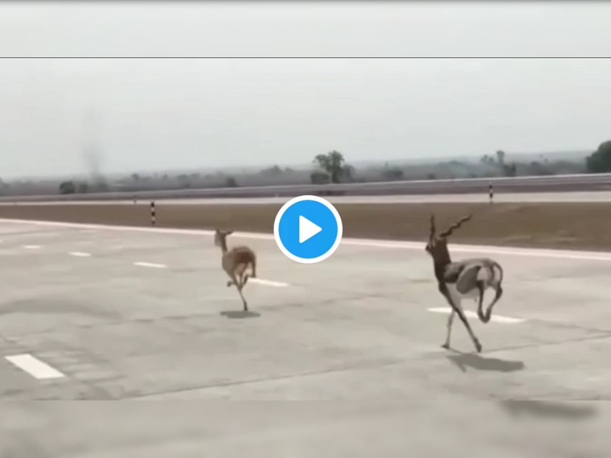 Deers Raceing On Samruddhi Highway | समृद्धी महामार्गावर हरणांची बेधुंद दौड, व्हीडिओ व्हायरल title=