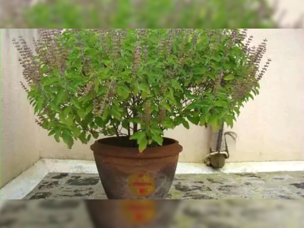 Tulsi Plant Vastu: घरातील तुळस योग्य दिशेला ठेवलीये ना? पाहा, नाहीतर खूप काही झेलावं लागेल  title=