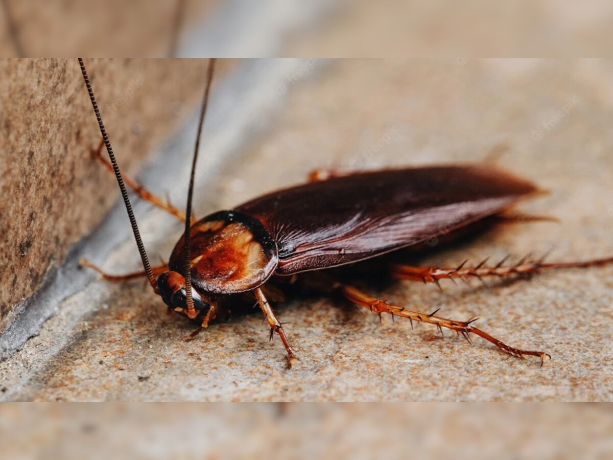 Cockroach: घरातून झुरळ पळवणं आता कठीण नाही, करा 4 सोपे उपाय title=