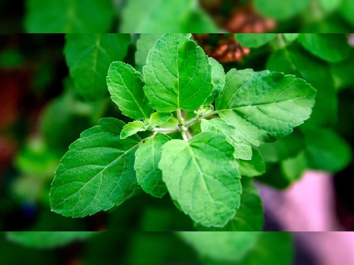 Tulsi Plants: घराच्या अंगणात तुळस असेल तर आजचं 'हे' नियम जाणून घ्या! title=