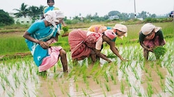 PM Kisan योजनेच्या पुढील हप्त्याबाबत महत्वाची अपडेट; हे काम लवकर करा पूर्ण