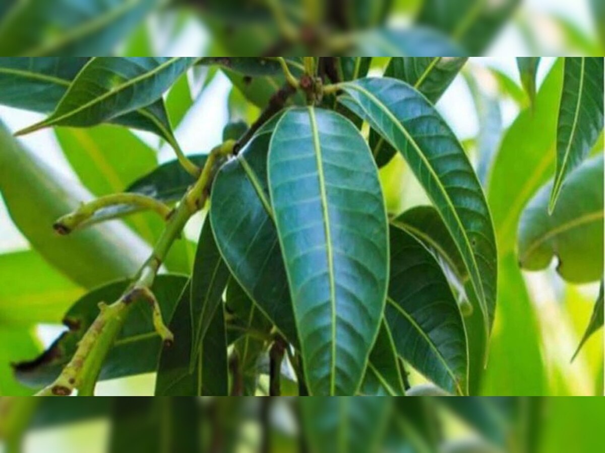 Mango leaves Benefits: आंब्याच्या पानांचे आश्चर्यकारक फायदे, ब्लड शुगर राहिल नियंत्रित   title=