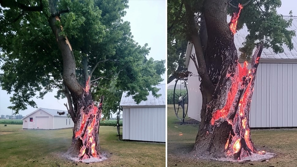 The Burning Tree Photo Viral on Social Media