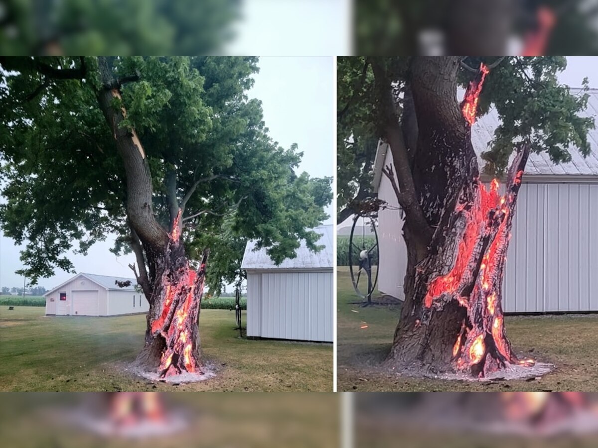 The Burning Tree: आतून पेट घेतलेल्या झाडामुळे आश्चर्य! जाणून घ्या व्हायरल फोटोमागील सत्य title=