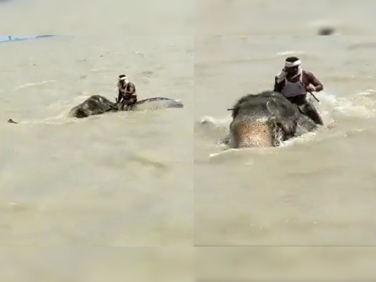 Viral Video | गंगेच्या महापुरातून हत्तीने मालकाला वाचवलं; पाहा थरारक व्हिडीओ title=