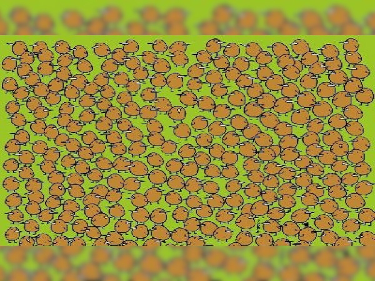 Optical Illusion : लहान पक्षांमध्ये लपलेयत कीवीची फळं, पाहा तुमच्या नजरेला ती दिसतायत का? title=