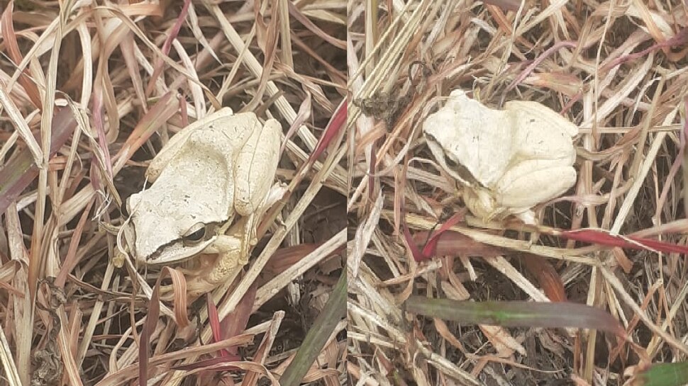 Rare white frog found in Beed district maharashtra